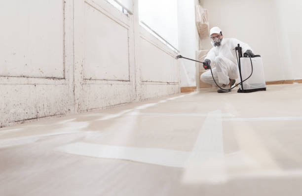 Black mold remediation team in Lynn
